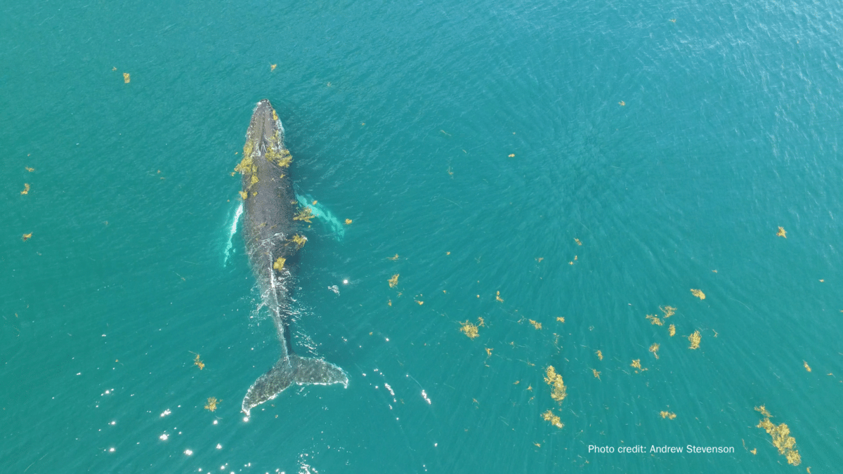LOM Financial Partners with the Sargasso Sea Commission
