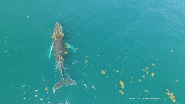 LOM Financial Partners with the Sargasso Sea Commission
